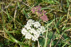 Seseli annuum
