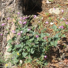 Mirabilis comata