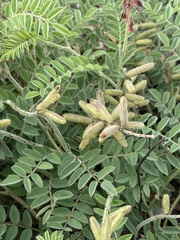 Indigofera velutina