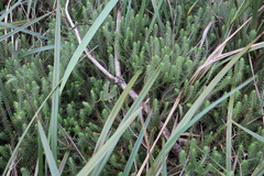 Acrotriche serrulata