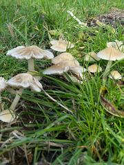Candolleomyces candolleanus