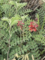 Indigofera velutina