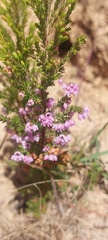Erica mauritanica