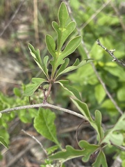 Adenia digitata