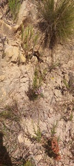 Erica mauritanica