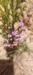 Erica mauritanica