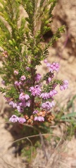 Erica mauritanica