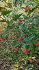 Malvaviscus arboreus