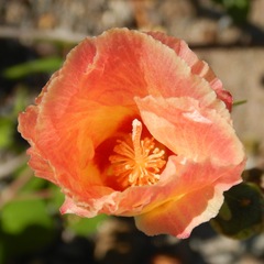Gossypium davidsonii