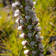 Disa obtusa hottentotica