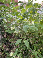 Mirabilis nyctaginea