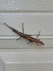 Anisomorpha buprestoides