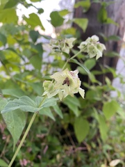 Mirabilis nyctaginea