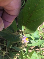 Solanum ellipticum
