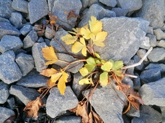 Ligusticum