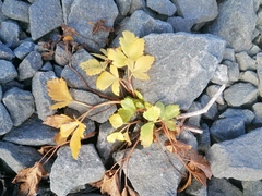 Ligusticum