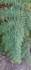 Pteridium aquilinum capense