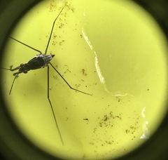 Neogerris hesione