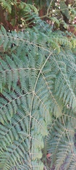 Pteridium aquilinum capense