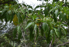 Tarenna dallachiana