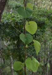 Aristolochia littoralis