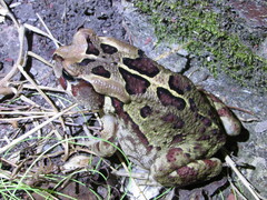 Sclerophrys pardalis