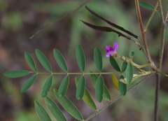 Tephrosia brachyodon