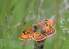 Melitaea parthenoides