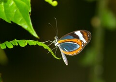 Dismorphia theucharila
