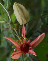 Passiflora aurantia aurantia