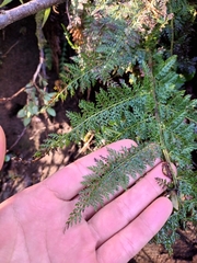 Polystichum multifidum