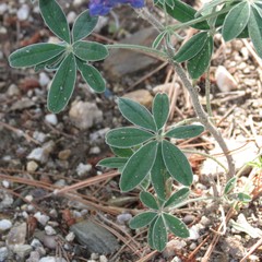 Lupinus argenteus palmeri