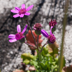 Senecio hastifolius