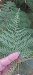 Pteridium aquilinum capense