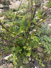 Cryptolepis oblongifolia