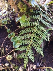 Polystichum multifidum