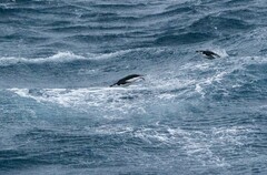 Pygoscelis antarcticus