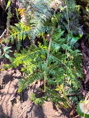 Polystichum multifidum