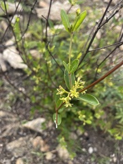 Cryptolepis oblongifolia