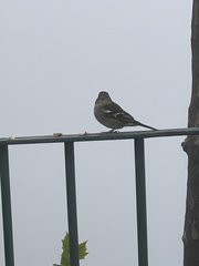 Fringilla coelebs maderensis