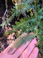 Polystichum multifidum