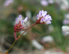 Persicaria thunbergii