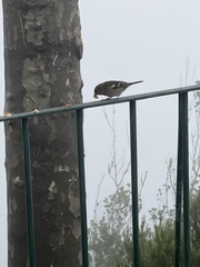Fringilla coelebs maderensis