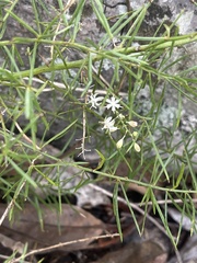 Asparagus densiflorus