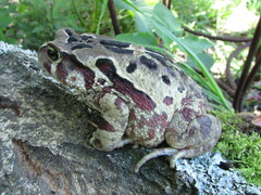 Sclerophrys pardalis