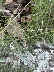 Asparagus densiflorus