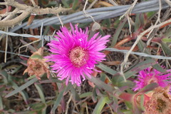 Carpobrotus muirii