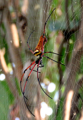 Nephila