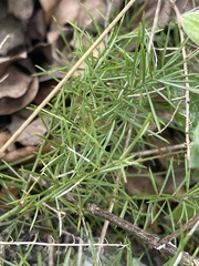 Asparagus densiflorus