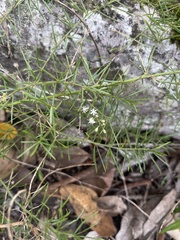 Asparagus densiflorus